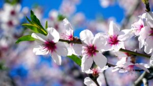 flowers, almond tree, almond